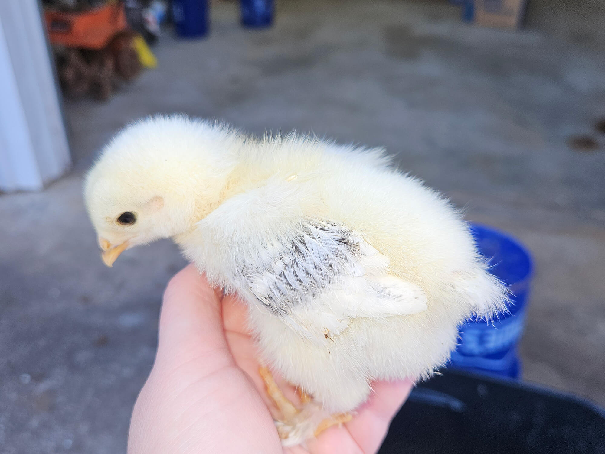One week old chick being cared for as part of an urban farming project.